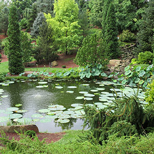 Mision Oaks Gardens Conifer Grove 11.JPG