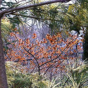 Mision Oaks Gardens Conifer Grove 16.JPG