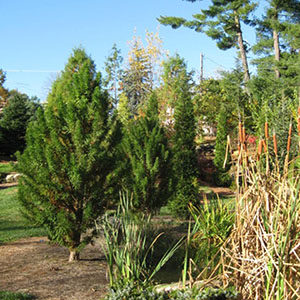 Mision Oaks Gardens Conifer Grove 20