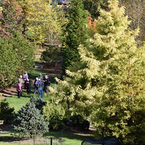 Mision Oaks Gardens Conifer Grove 25.JPG