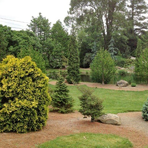 Mision Oaks Gardens Conifer Grove 27.JPG