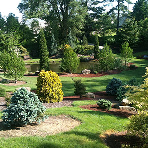 Mision Oaks Gardens Conifer Grove 3.JPG