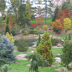 Mision Oaks Gardens Conifer Grove 5.JPG