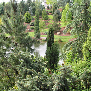 Mision Oaks Gardens Conifer Grove 7.JPG