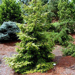 Mision Oaks Gardens Conifer Grove 9.JPG