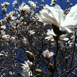 Mission Oaks Gardens Magnolias 12.JPG