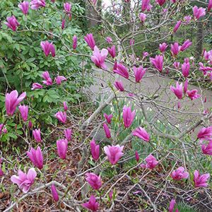 Mission Oaks Gardens Magnolias 1.JPG