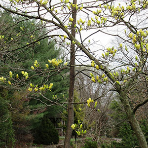 Mission Oaks Gardens Magnolias 2.JPG