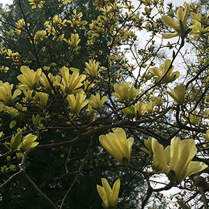 Mission Oaks Gardens Magnolias 6.JPG