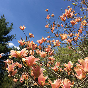 Mission Oaks Gardens Magnolias 7.JPG