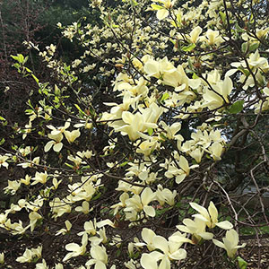 Mission Oaks Gardens Magnolias 8.JPG