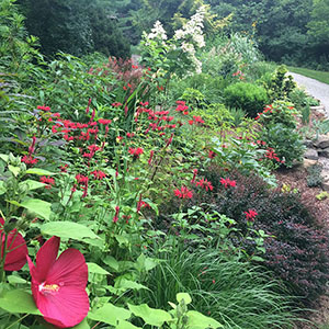 Mission Oaks Gardens Perennial Garden 30.JPG