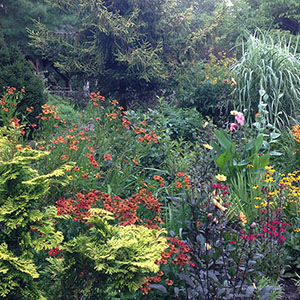 Mission Oaks Gardens Perennial Garden 34.JPG
